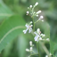 Azadirachta indica A.Juss.